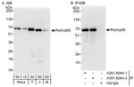 RelA Antibody in Western Blot (WB)