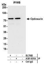 Optineurin Antibody in Immunoprecipitation (IP)