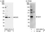 DjC9 Antibody in Western Blot (WB)