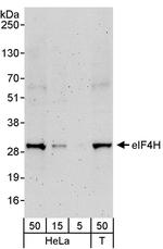 eIF4H Antibody in Western Blot (WB)