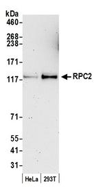 RPC2 Antibody in Western Blot (WB)