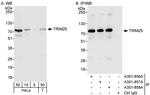 TRIM25 Antibody in Western Blot (WB)