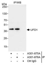 UFD1 Antibody in Immunoprecipitation (IP)