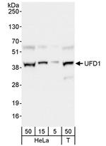 UFD1 Antibody in Western Blot (WB)