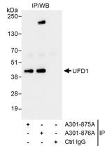 UFD1 Antibody in Immunoprecipitation (IP)