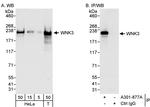 WNK3 Antibody in Western Blot (WB)