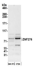 ZNF276 Antibody in Western Blot (WB)