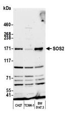 SOS2 Antibody in Western Blot (WB)