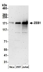 ZEB1 Antibody in Western Blot (WB)