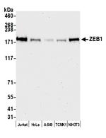 ZEB1 Antibody in Western Blot (WB)