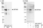 ZBTB40 Antibody in Western Blot (WB)