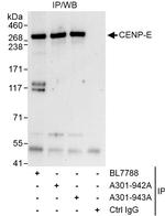 CENP-E Antibody in Immunoprecipitation (IP)