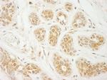 eIF2A Antibody in Immunohistochemistry (Paraffin) (IHC (P))