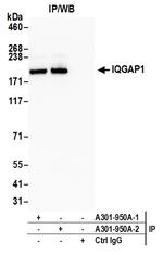 IQGAP1 Antibody in Immunoprecipitation (IP)