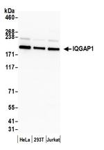 IQGAP1 Antibody in Western Blot (WB)