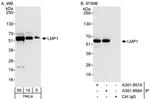 LMP1 Antibody in Western Blot (WB)