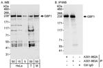 GBF1 Antibody in Western Blot (WB)