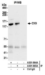 C3G Antibody in Immunoprecipitation (IP)