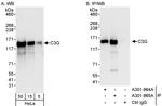 C3G Antibody in Western Blot (WB)