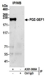 PDZ-GEF1 Antibody in Immunoprecipitation (IP)