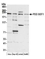 PDZ-GEF1 Antibody in Western Blot (WB)