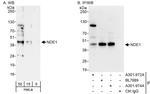 NDE1 Antibody in Western Blot (WB)