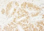 PA1 Antibody in Immunohistochemistry (Paraffin) (IHC (P))