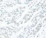 Cyclin C Antibody in Immunohistochemistry (Paraffin) (IHC (P))