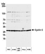 Cyclin C Antibody in Western Blot (WB)