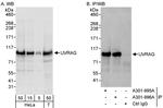 UVRAG Antibody in Western Blot (WB)