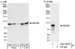 ABCB9 Antibody in Western Blot (WB)