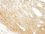 ABC50 Antibody in Immunohistochemistry (Paraffin) (IHC (P))