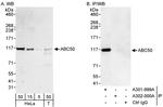 ABC50 Antibody in Western Blot (WB)