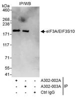 eIF3A/eIF3S10 Antibody in Immunoprecipitation (IP)