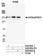 eIF3A/eIF3S10 Antibody in Immunoprecipitation (IP)