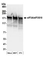 eIF3A/eIF3S10 Antibody in Western Blot (WB)