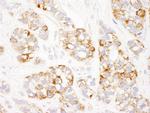 Prohibitin Antibody in Immunohistochemistry (Paraffin) (IHC (P))