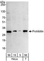 Prohibitin Antibody in Western Blot (WB)