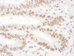 KSRP Antibody in Immunohistochemistry (Paraffin) (IHC (P))