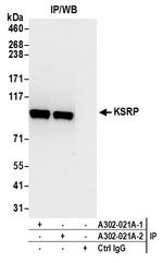 KSRP Antibody in Immunoprecipitation (IP)