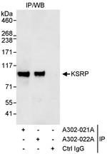 KSRP Antibody in Immunoprecipitation (IP)