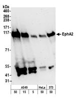 EphA2 Antibody in Western Blot (WB)