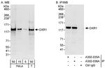 OXR1 Antibody in Western Blot (WB)