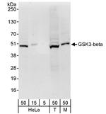 GSK3-beta Antibody in Western Blot (WB)