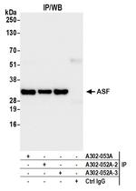 ASF Antibody in Immunoprecipitation (IP)