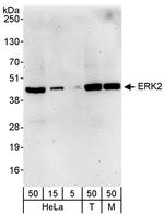 ERK2 Antibody in Western Blot (WB)