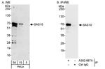 SAS10 Antibody in Western Blot (WB)