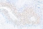 U2AF35 Antibody in Immunohistochemistry (Paraffin) (IHC (P))