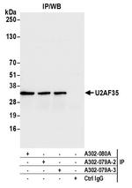 U2AF35 Antibody in Immunoprecipitation (IP)