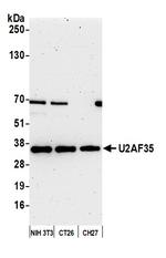 U2AF35 Antibody in Western Blot (WB)